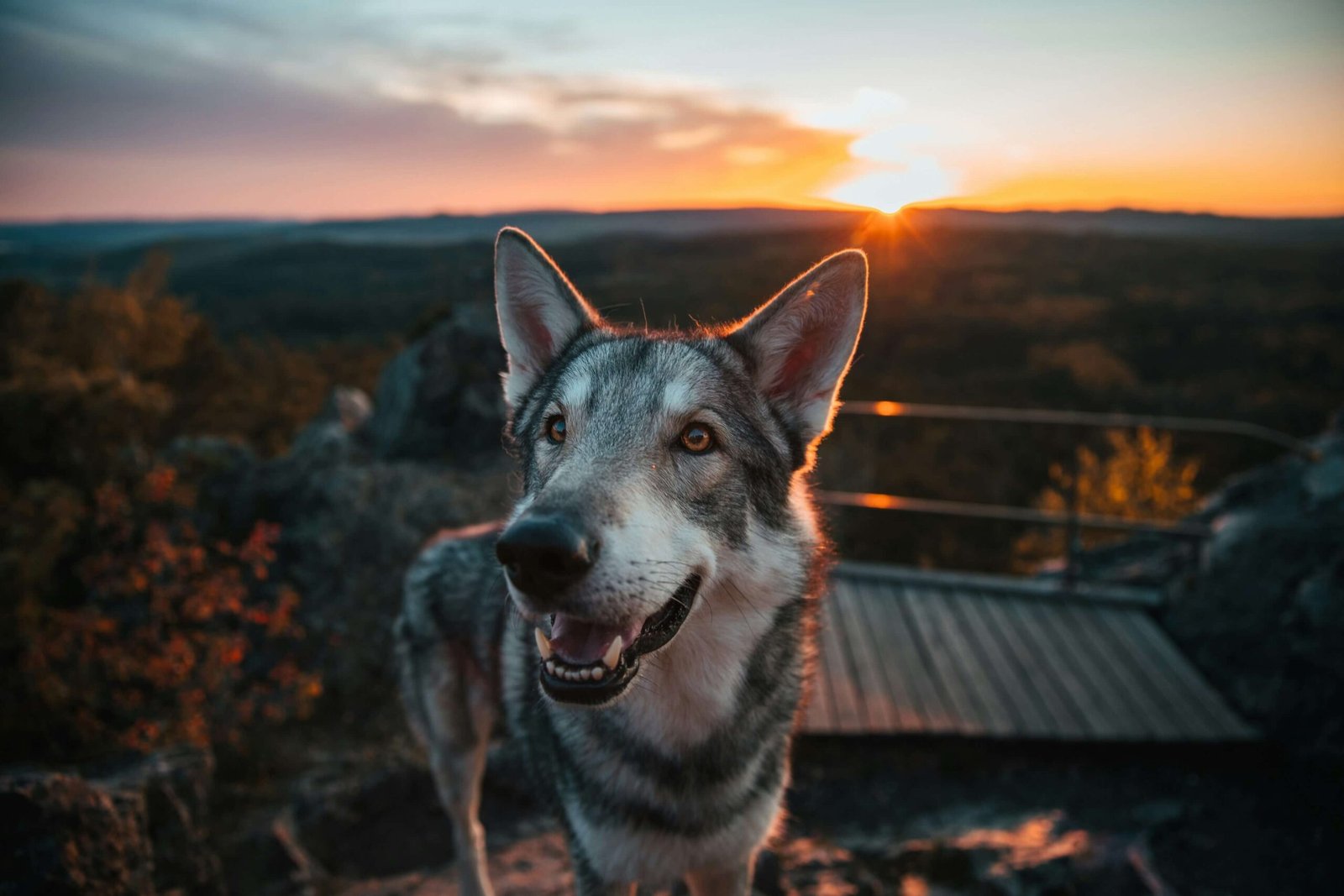 Hybrid Giant Wolf Dog: Top 7 Best All-Rounder Tips!