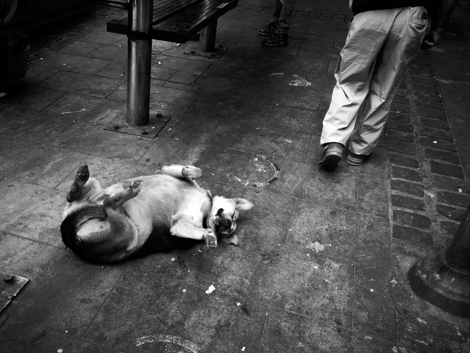 Why Do Dogs Sleep on Their Backs? Best 7 Expert Tips!
