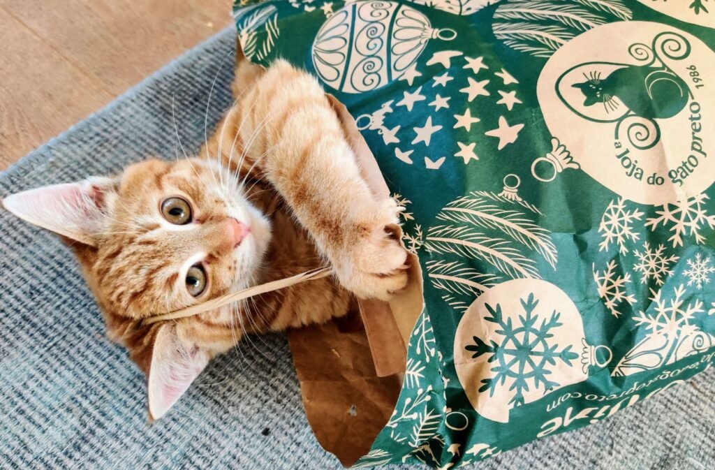 Top 4 Best Cat Supplements for a Happier, Healthier Feline!