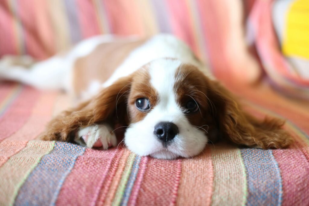 5 Best Dog Dental Powders for Ultimate Oral Health Boost!