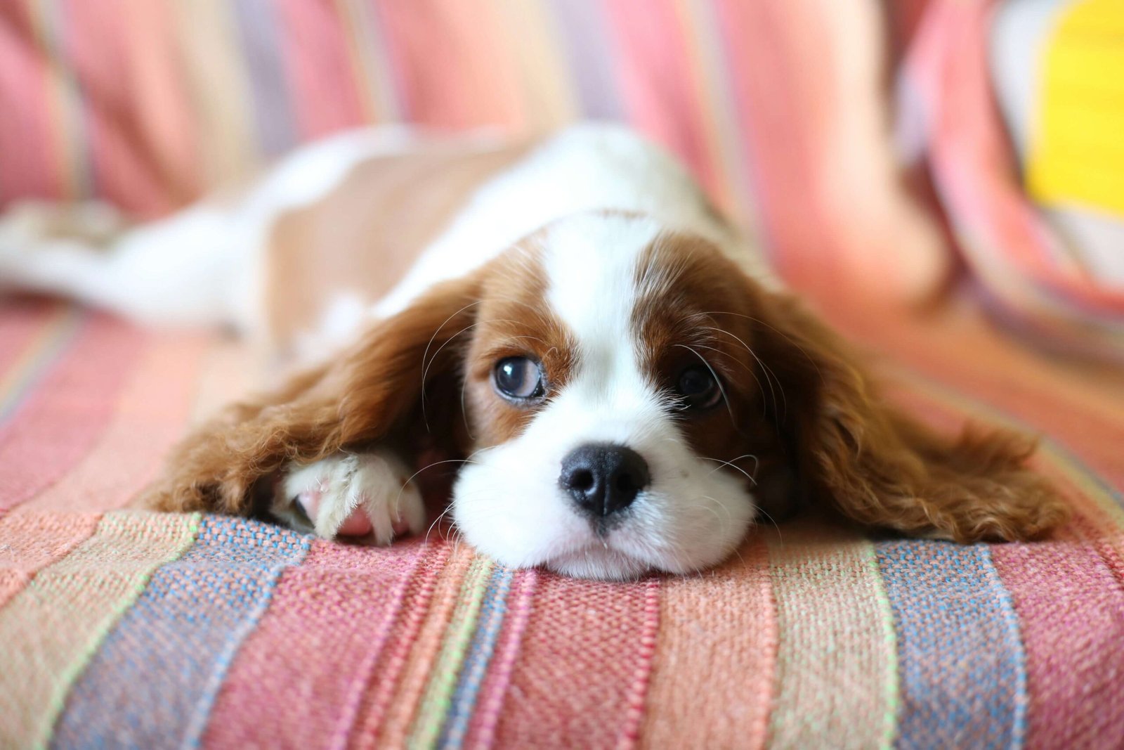 5 Best Dog Dental Powders for Ultimate Oral Health Boost!