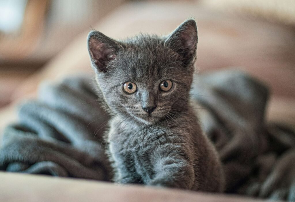 Best Cat Collar Tags: 4 Picks for Safe & Stylish Felines!