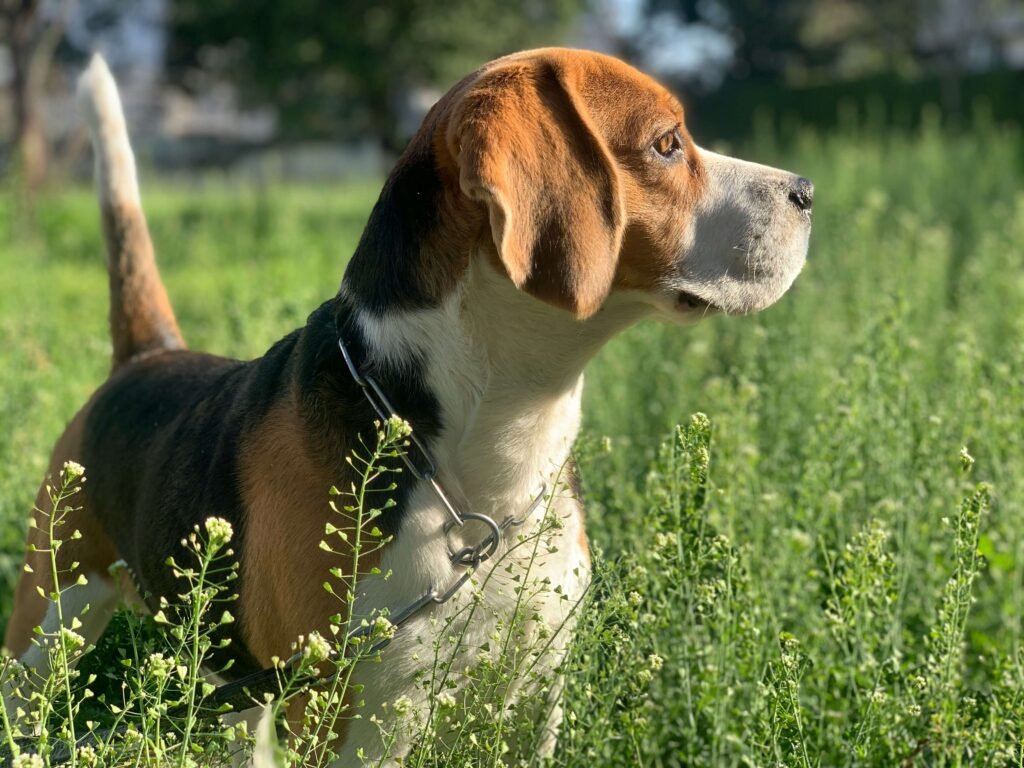 Short Hair Dog Breeds: Best 7 Expert Tips!