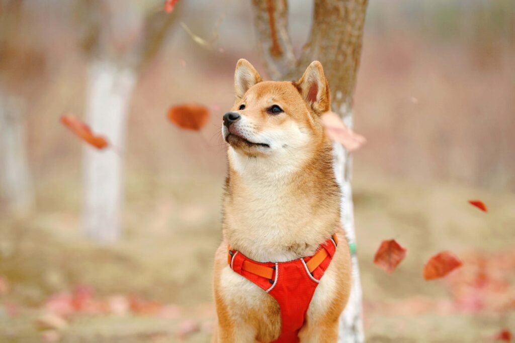 Top 5 Must-Have Dog Bathrobe Options for Ultimate Comfort!