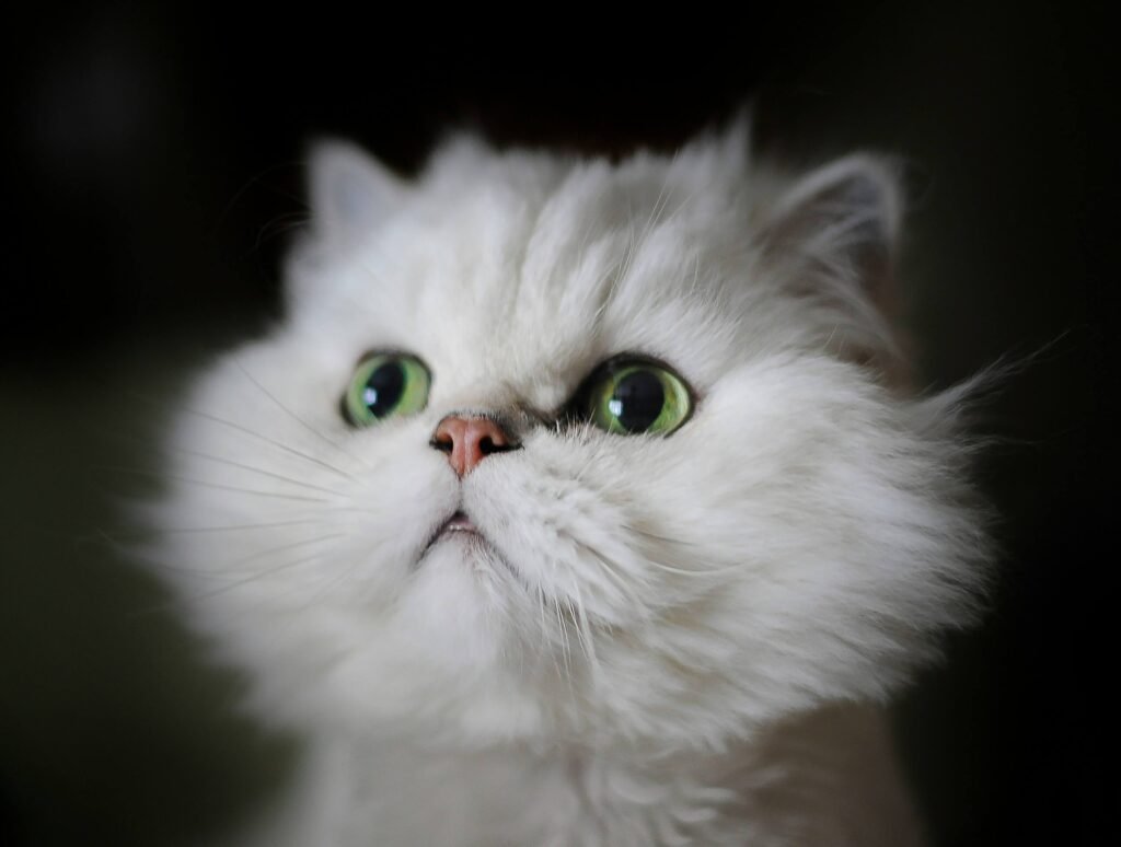 Top 4 Cat Food Pouches for Ultimate Feline Nutrition!