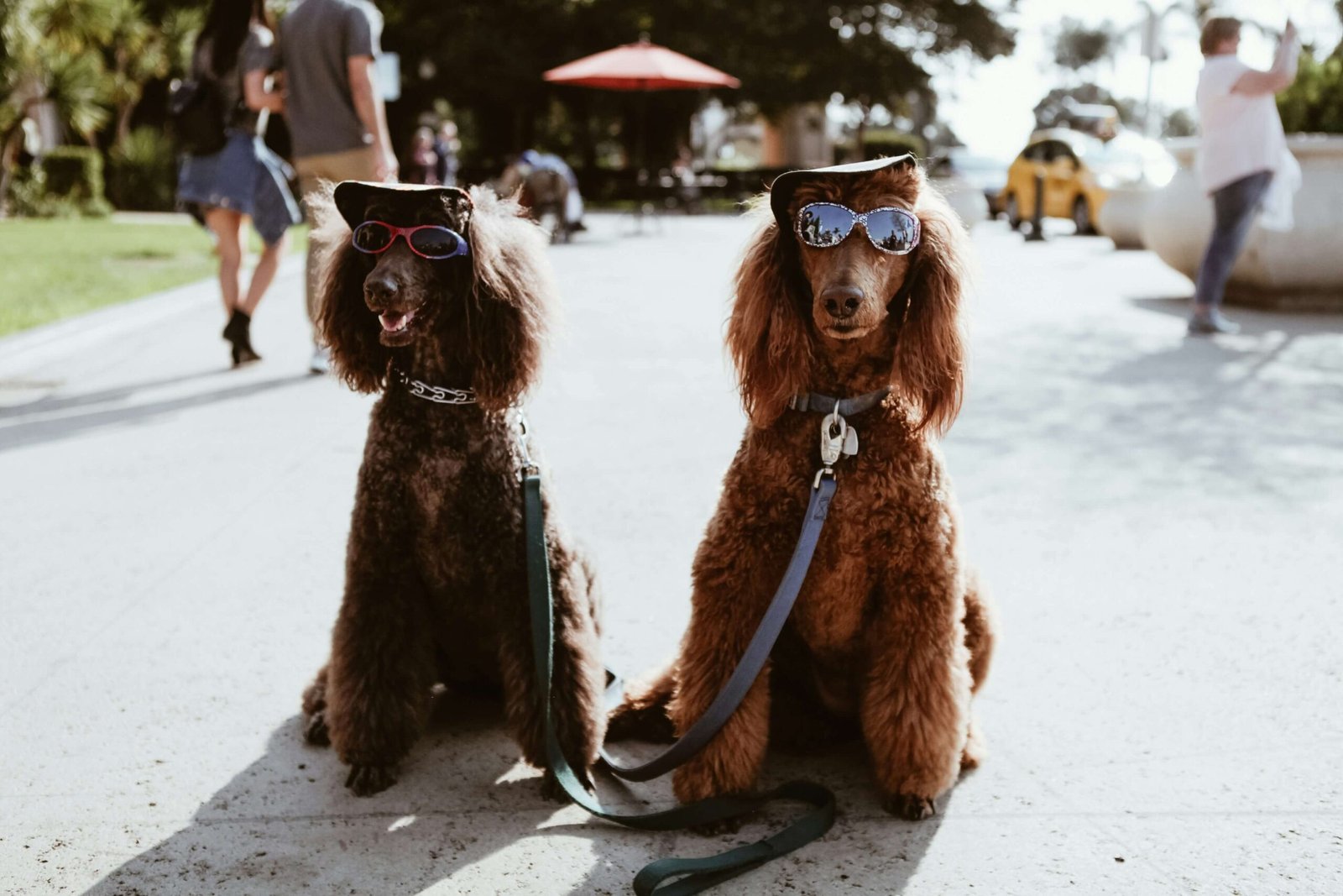 Gangster Dog Names for Girls: Best 7 Tips!