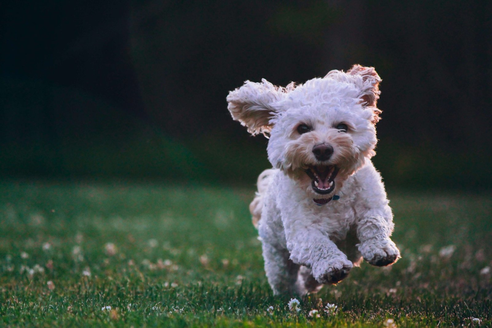 Maltipoo Dog: Best 7 Expert Tips!