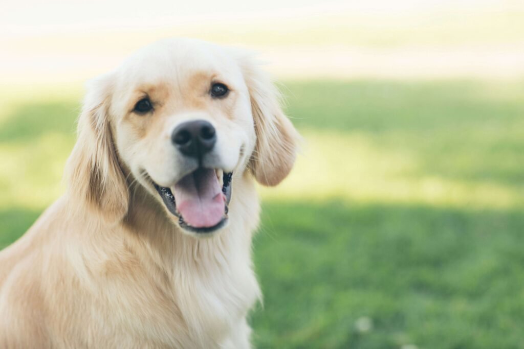 Top 3 Best Wireless Dog Fences for Ultimate Safety!