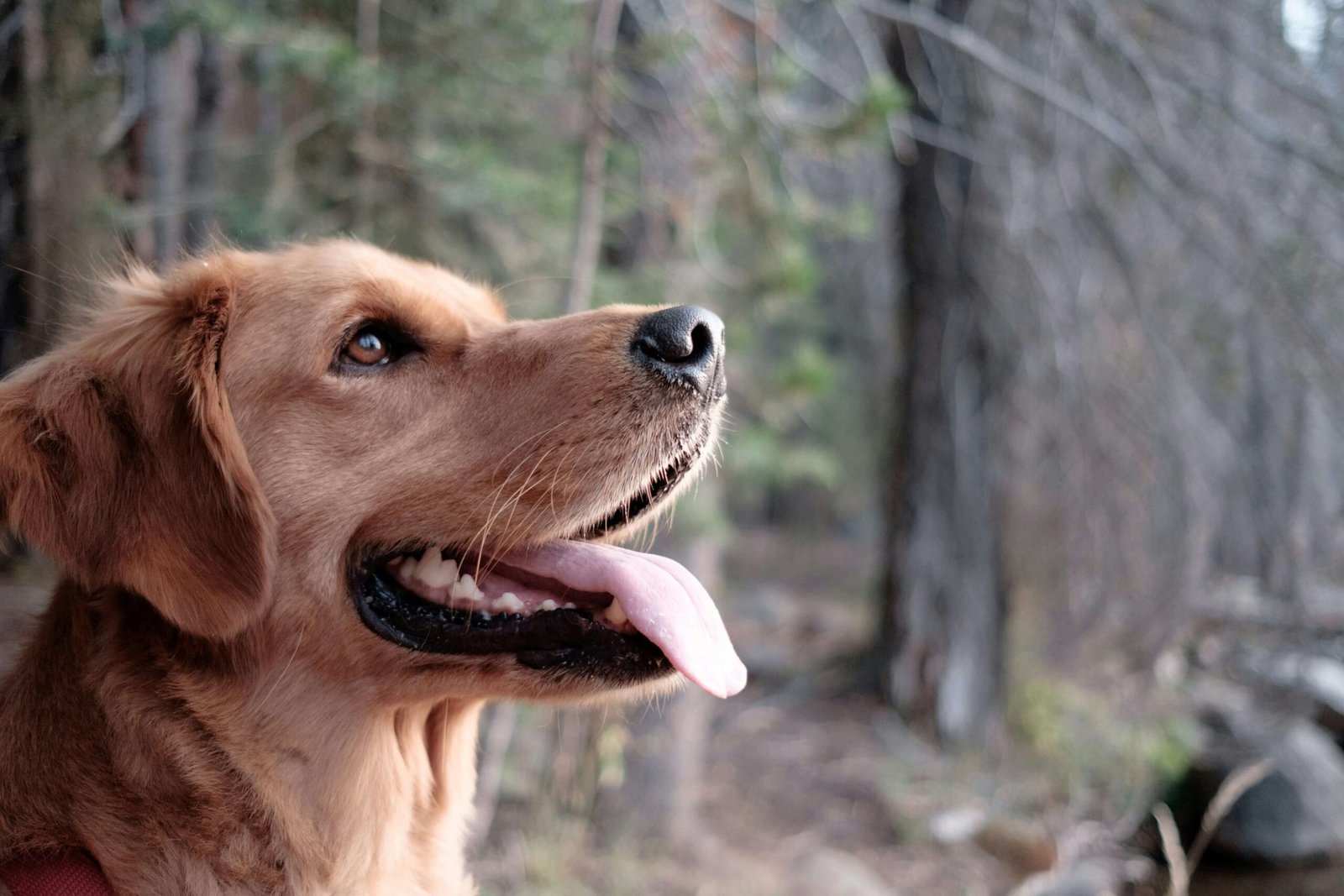 Dog Giving Side Eye: Best 7 Tips to Decode This Behavior!