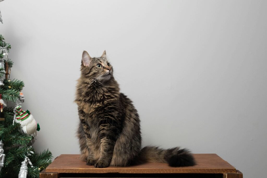 Top 4 Best Cat Tunnels for Ultimate Feline Fun!