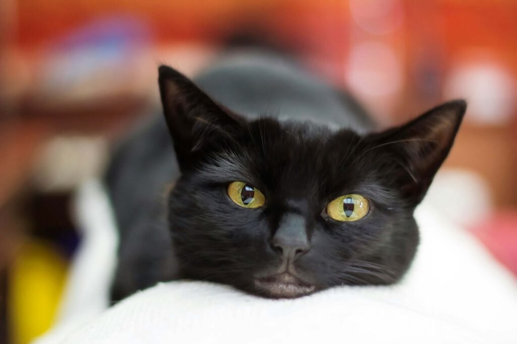 Top 4 Raised Cat Food Bowls for Ultimate Comfort & Health!