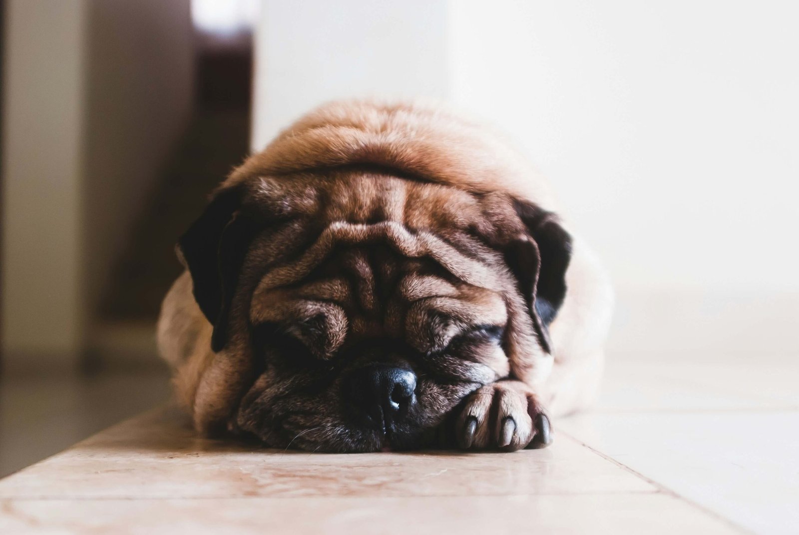 Top 4 Best Stainless Steel Dog Bowls for Ultimate Hygiene!