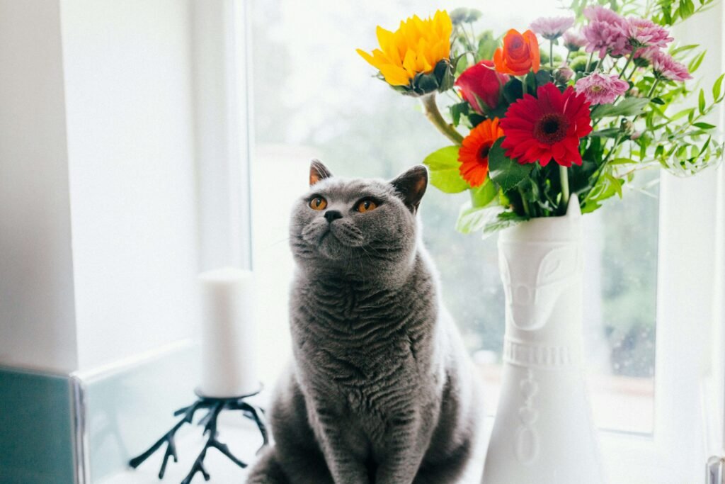 Top 4 Best Cat Car Carriers for Ultimate Comfort & Safety!