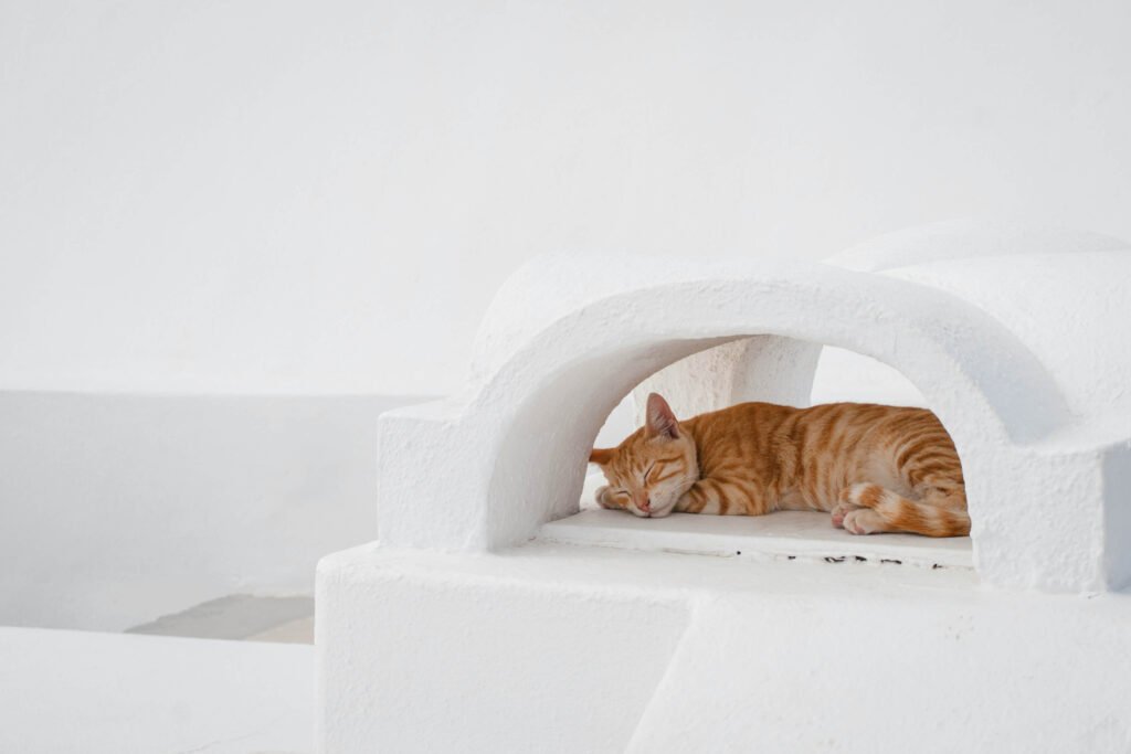 Top 3 Best Cat Litter Deodorizers for a Fresh Home!