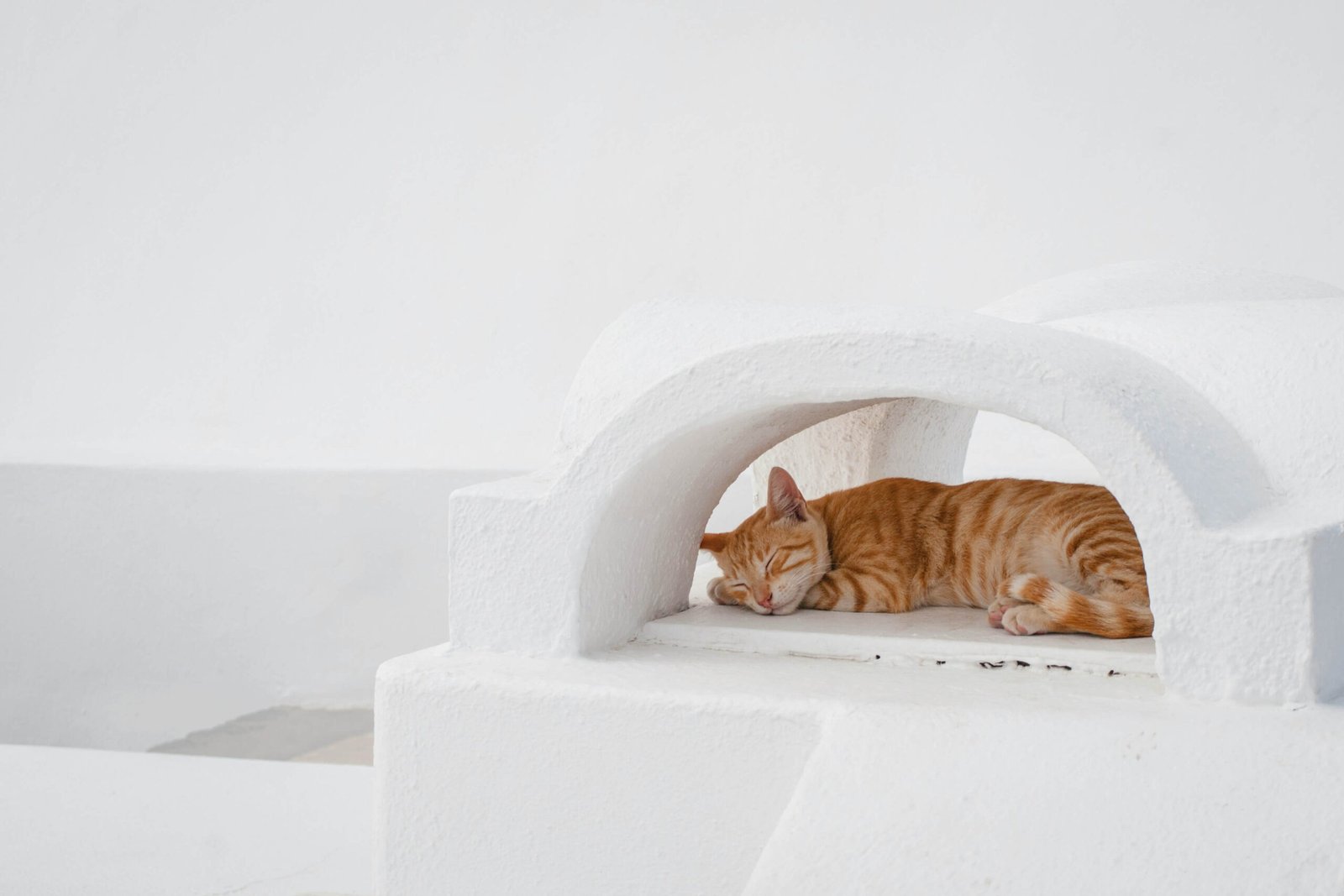 Top 3 Best Cat Litter Deodorizers for a Fresh Home!