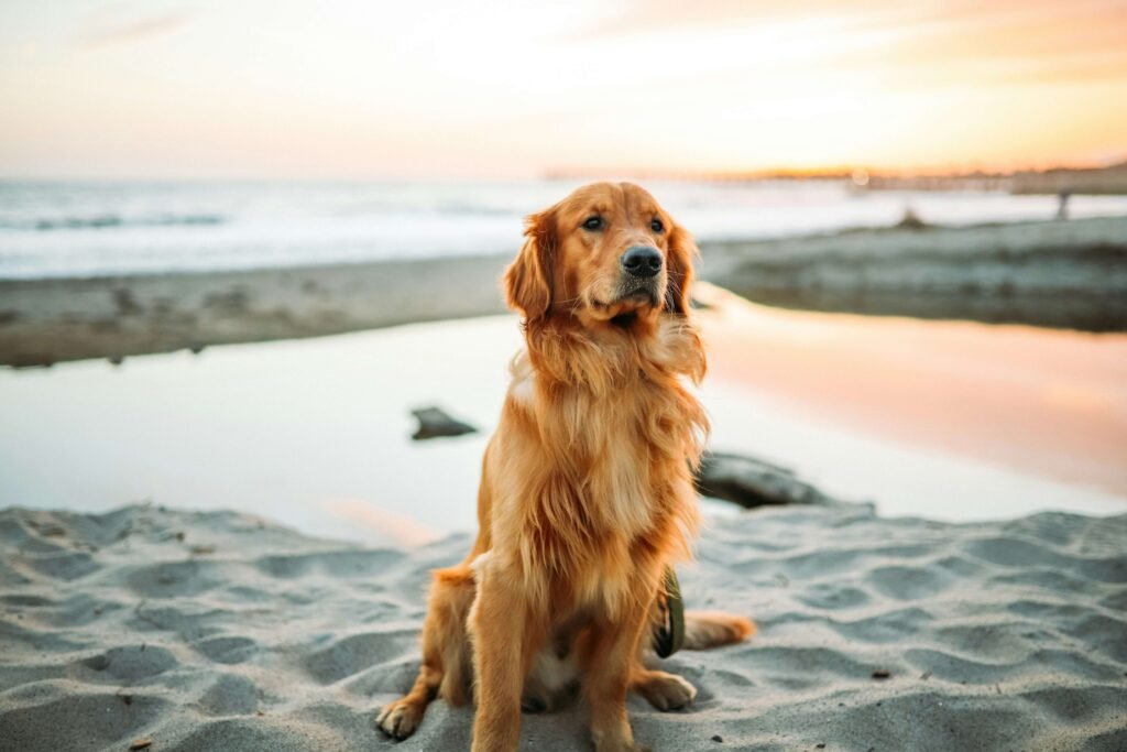 Top 5 Best Dog Floaties for Ultimate Water Safety!