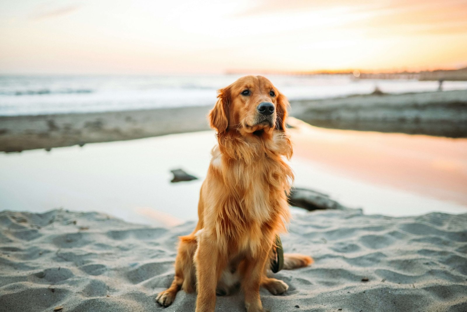 Top 5 Best Dog Floaties for Ultimate Water Safety!