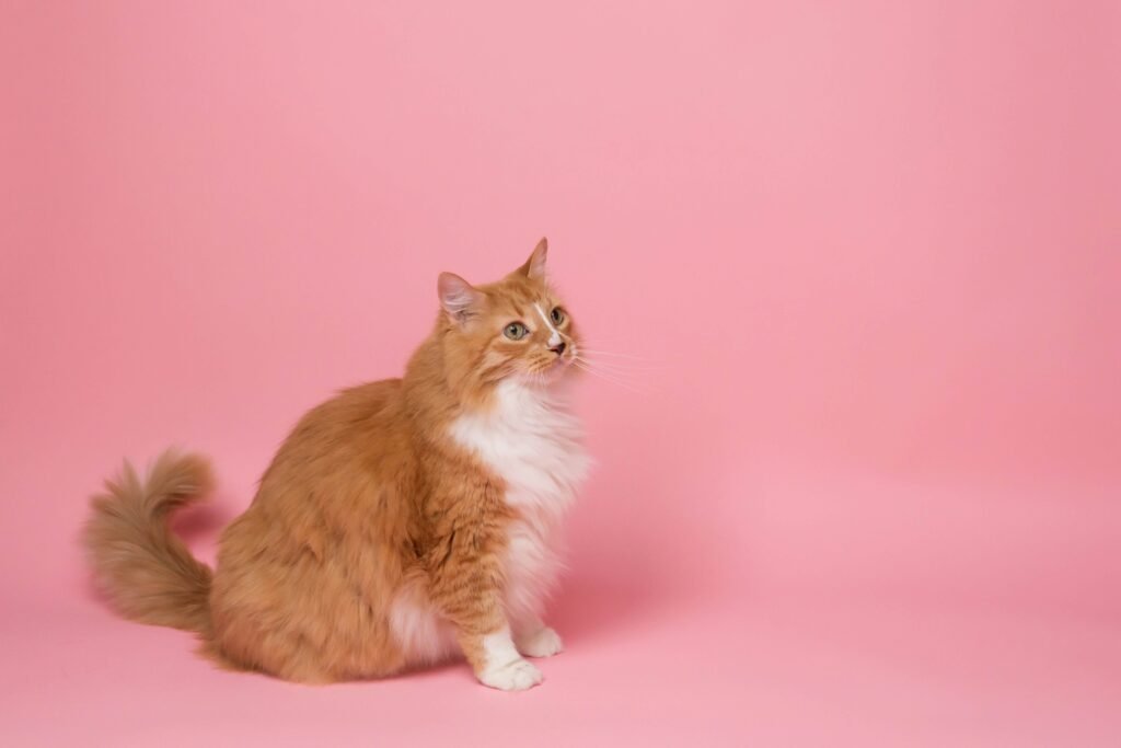 Top 5 Power-Packed Senior Cat Foods for Ultimate Health!