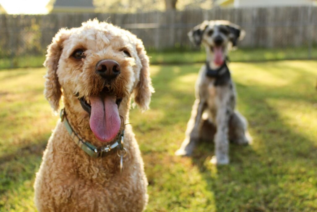 Can Dogs Eat Popcorn? Top 7 Expert Tips!