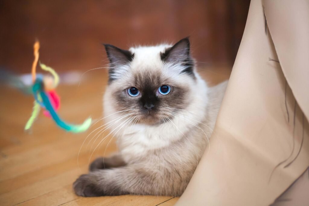 Top 4 Best Cat Exercise Toys for a Happy Feline Friend!