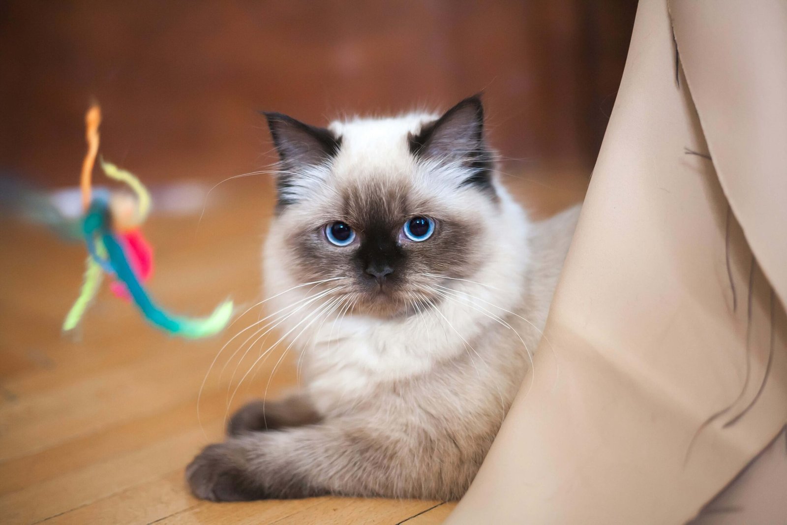 Top 4 Best Cat Exercise Toys for a Happy Feline Friend!