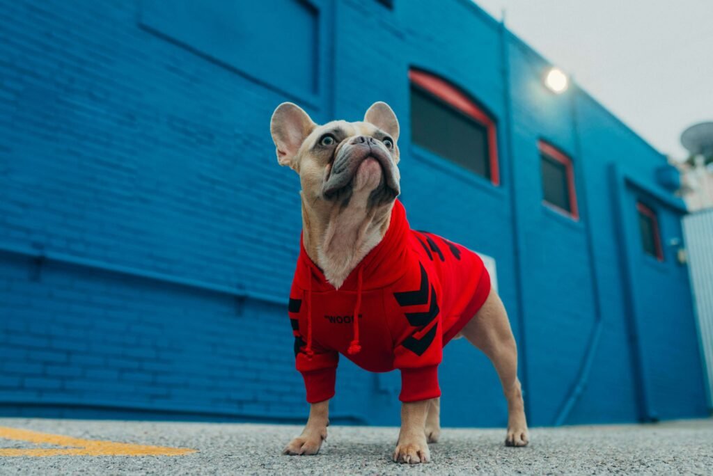 Top 5 Best Dog Doorbells for Ultimate Potty Training!