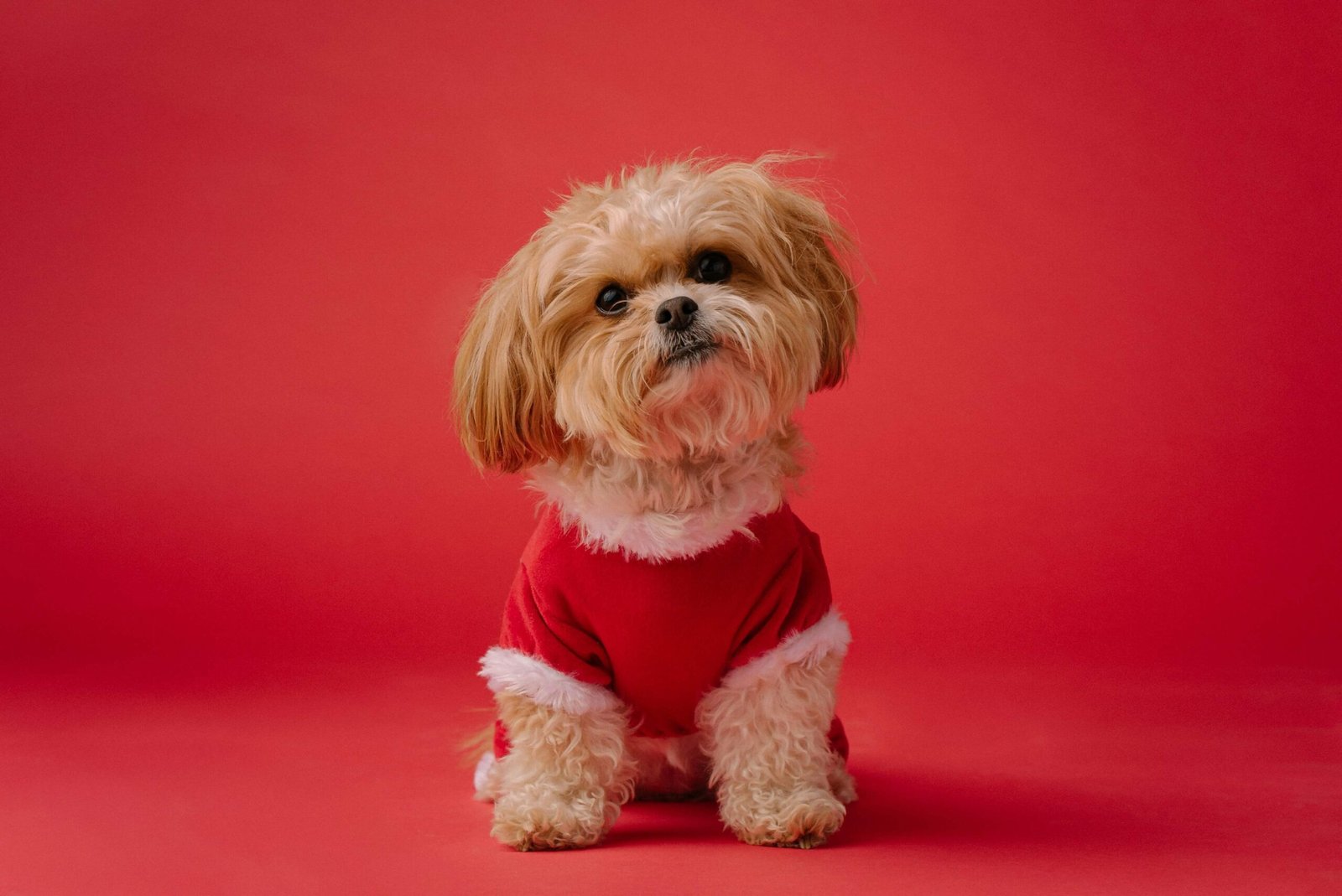 Top 4 Stylish Dog Scarves to Transform Your Pup's Look!