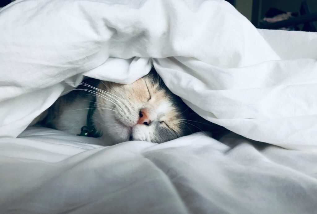 Understanding Haws Syndrome in Cats: Best 7 Expert Care Tips