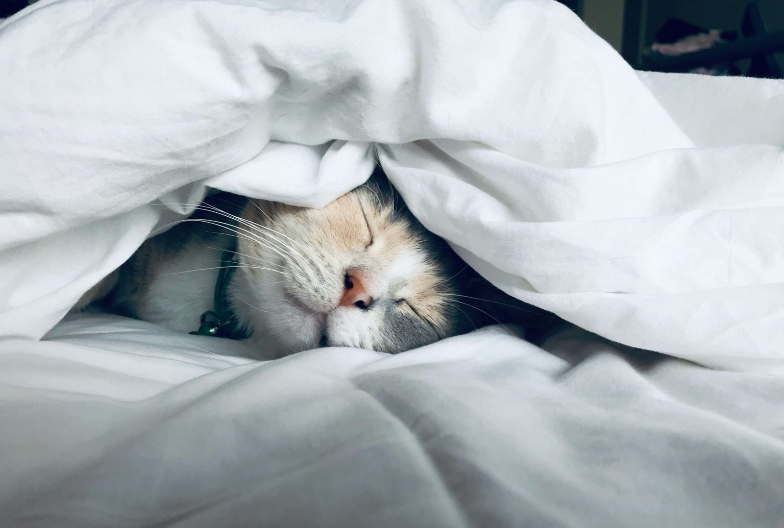 Top 4 Power Tips for Choosing Perfect Cat Wipes!