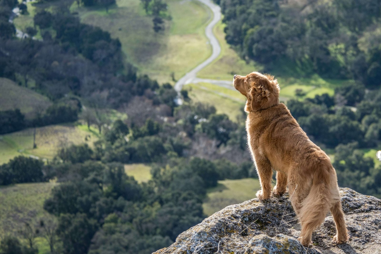 5 Best Dog Grooming Scissors for Ultimate Pawsome Results!