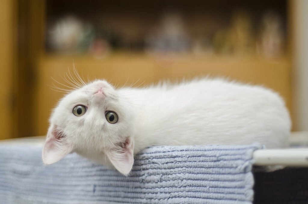 Understanding a Swollen Lip in Cats: Best 7 Health Tips!