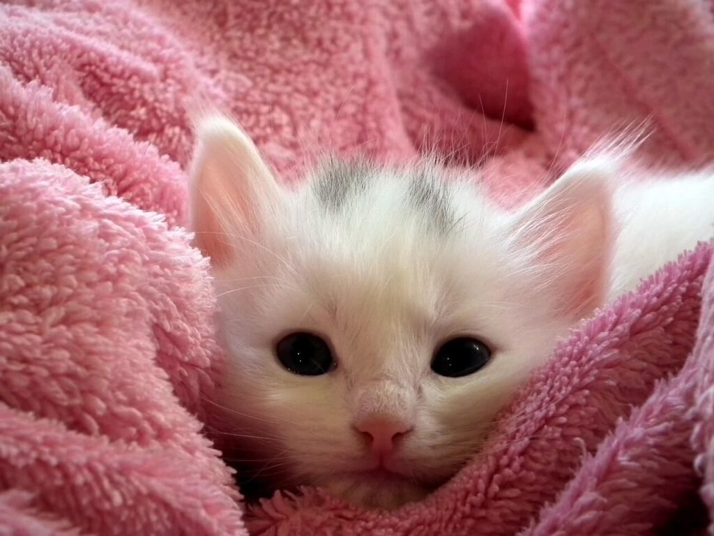 The Enchanting World of the Russian White Cat: Best 7 Tips!