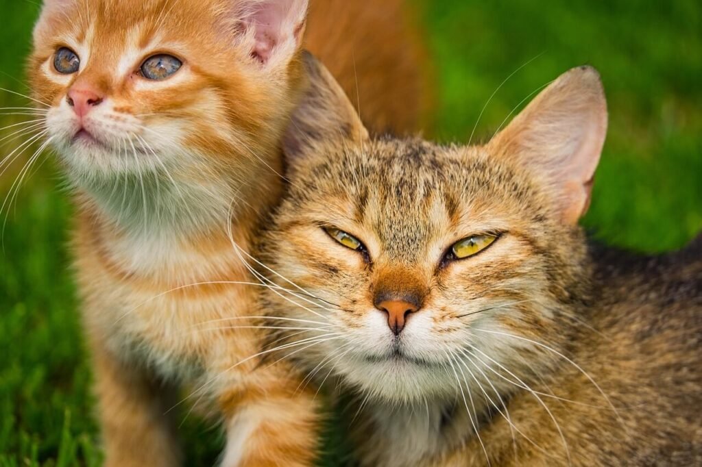 Why is My Cat Foaming at the Mouth? Best 7 Expert Tips!