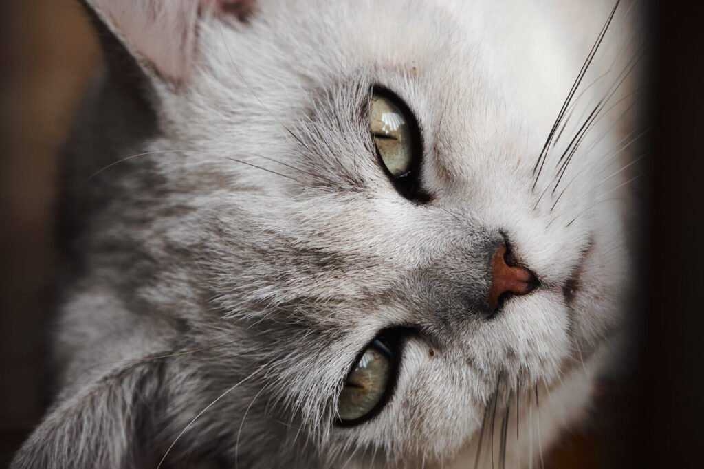 Why Do Cats Lick Their Lips? Best 7 Expert Care Tips!