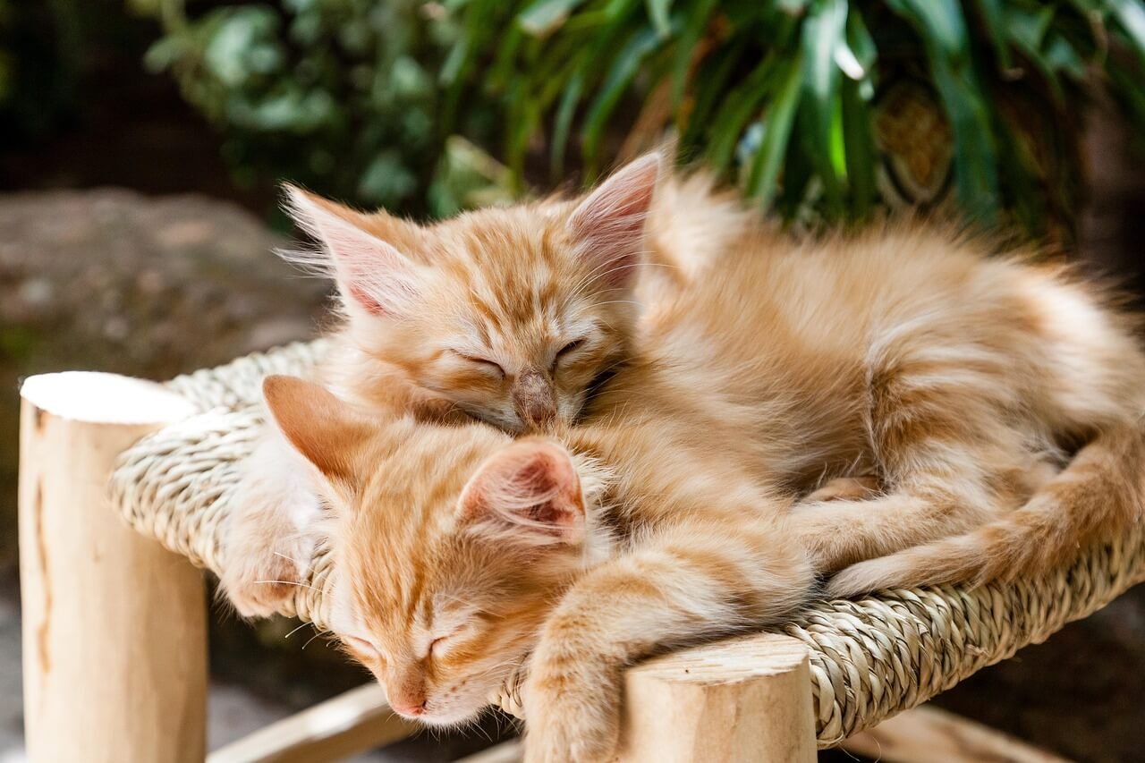 Understanding Cat Antibiotics: Best 7 Expert Tips!