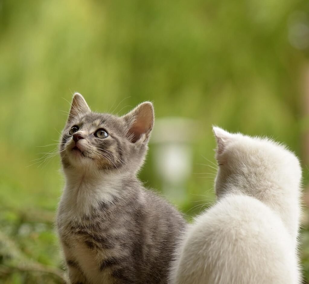 Understanding the Role of Cat Laxatives: Best 7 Expert Tips!