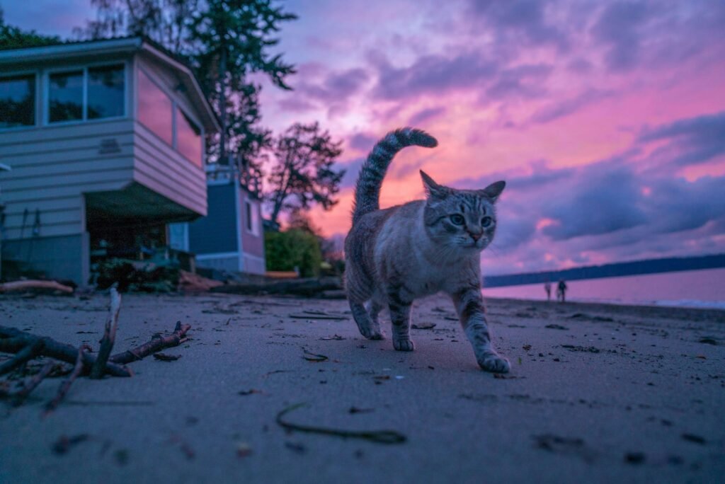 Top 3 Best Cat Laser Toys for Ultimate Feline Fun!