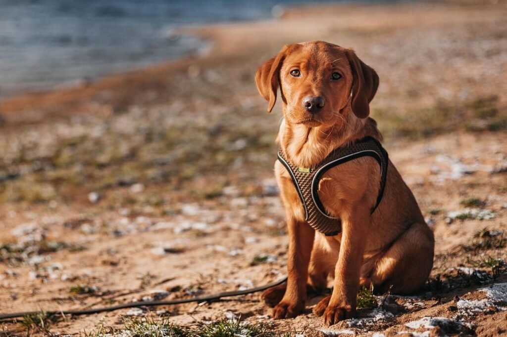 What Happens if Your Dog Ate Paper Towel? Best 7 Expert Tips