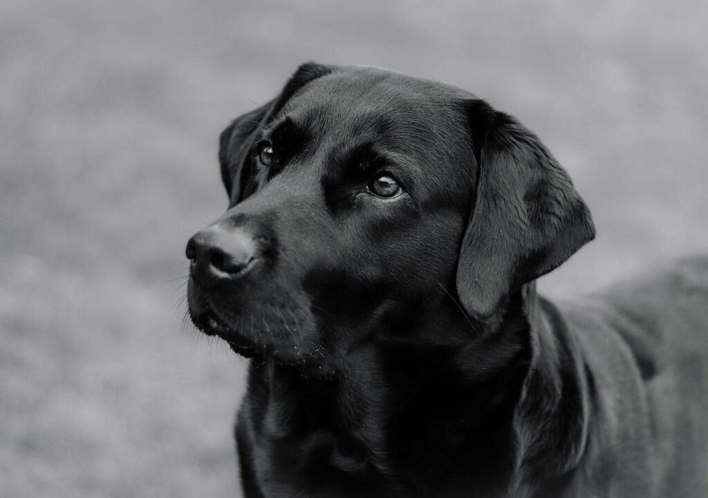 Dog Hernia Surgery Cost: Best 7 Tips to Manage Expenses!