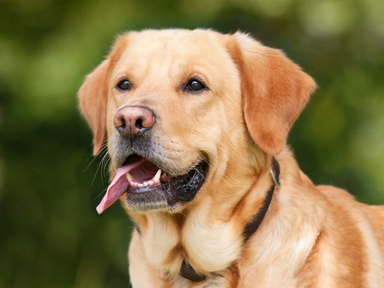 Why Does My Dog Sit on My Feet? Best 7 Expert Tips!