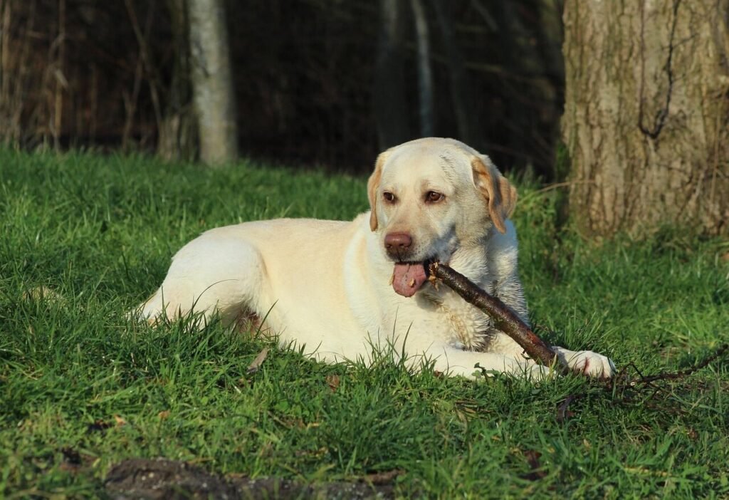 Understanding Impacted Hair Follicles in Dogs: Best 7 Tips!