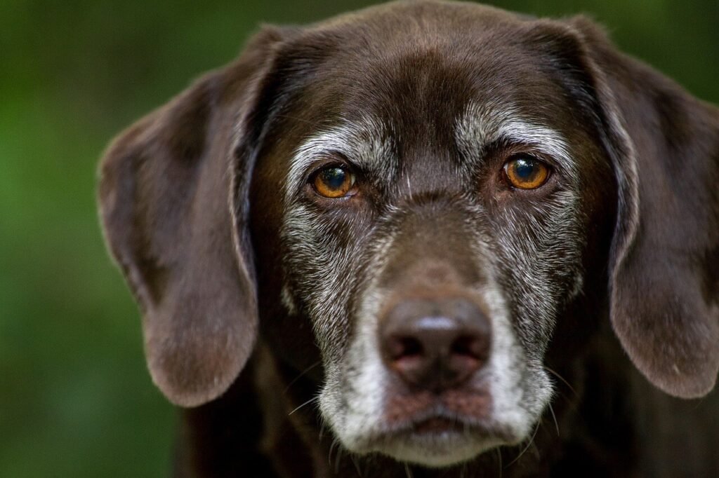 Spindle Cell Tumor in Dogs: Best 7 Tips for Early Detection!