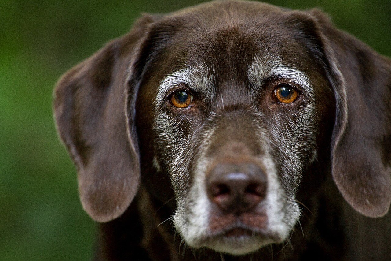 Spindle Cell Tumor in Dogs: Best 7 Tips for Early Detection!