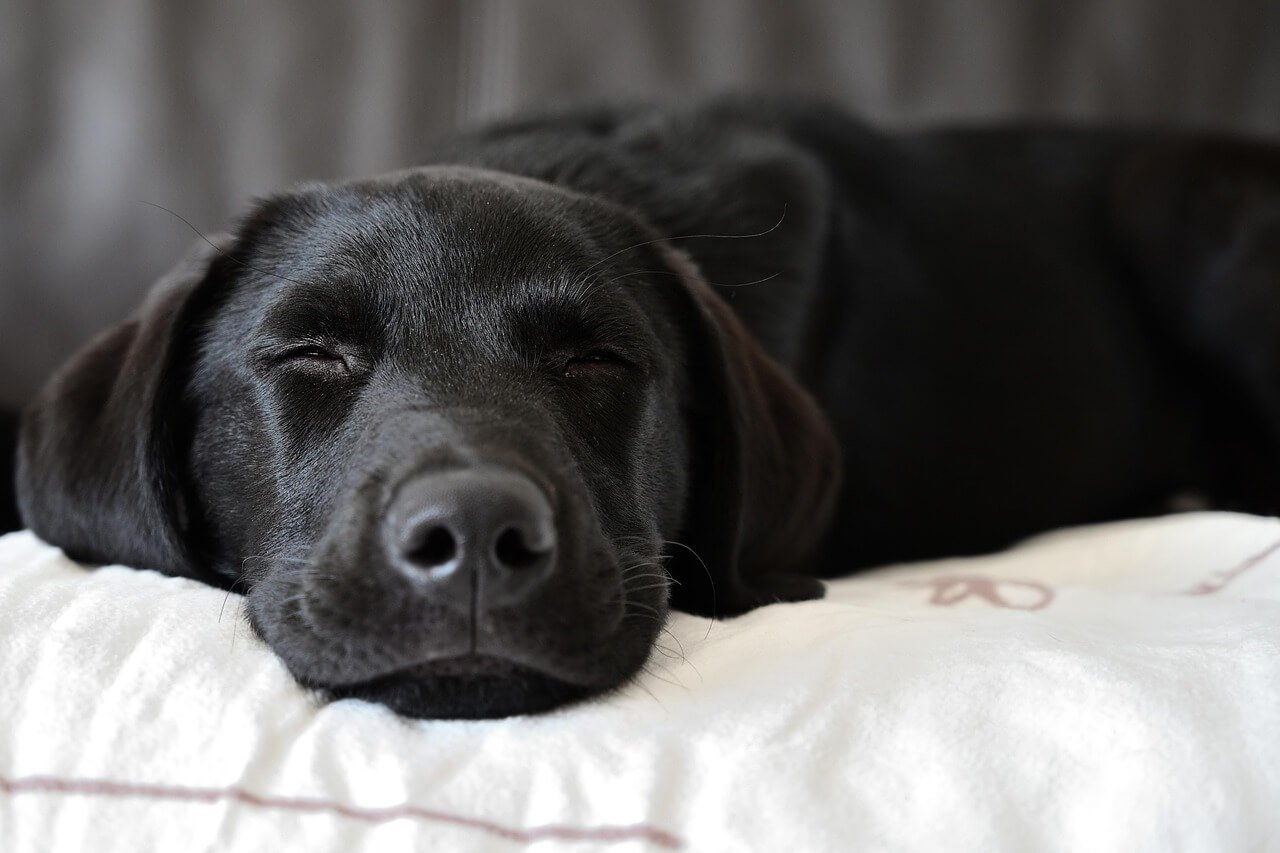 Understanding Dog Vasectomy: Best 7 Expert Tips!