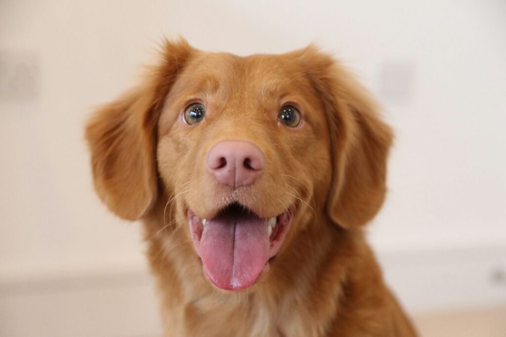 5 Top-Rated Dog Paw Wipes for Ultimate Cleanliness!