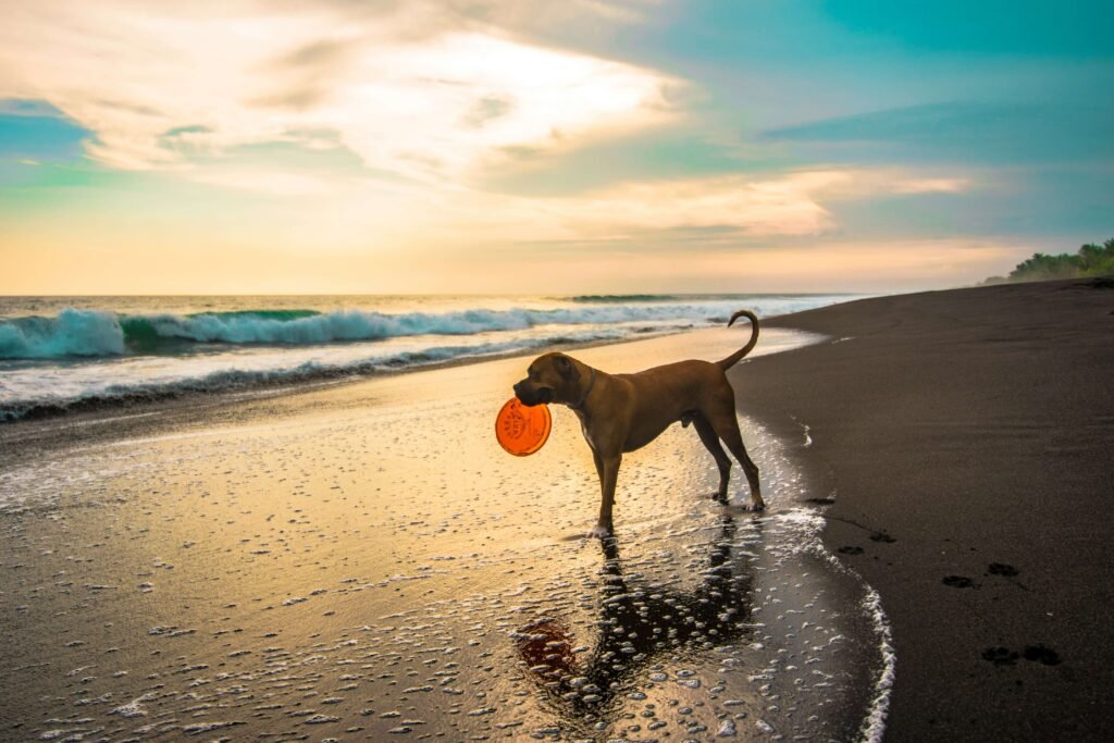 4 Best Dog Button Kits for Revolutionary Communication!
