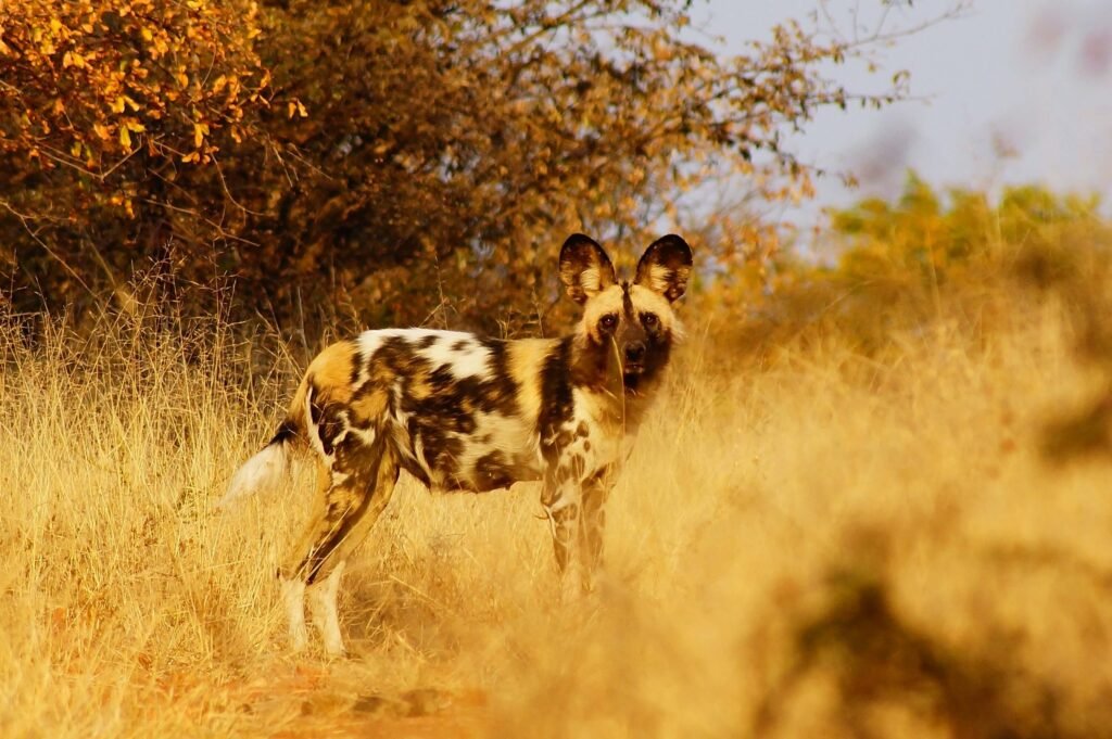 The Beauty of Wild Dog Breeds: Best 7 Expert Tips!