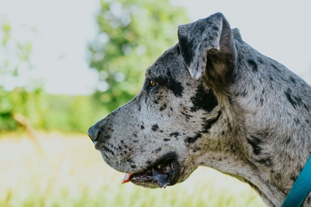 Best Dog Food for Great Danes: 7 Expert tips!