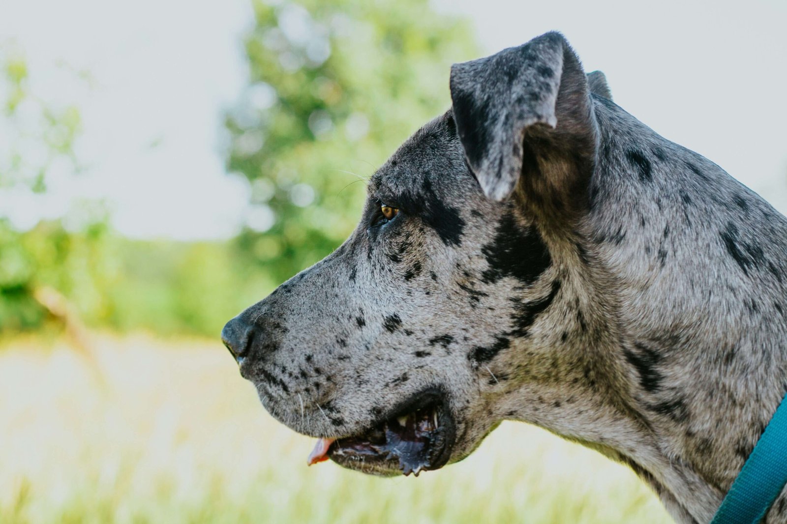 Best Dog Food for Great Danes: 7 Expert tips!