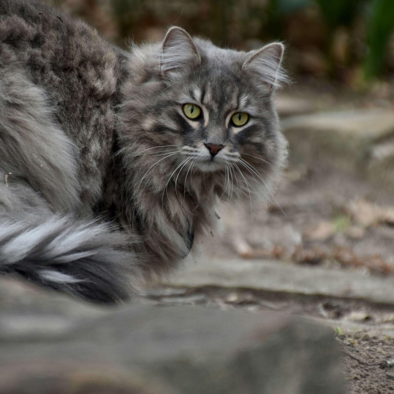 The Enchanting World of the Grey Siberian Cat: Best 7 Tips!
